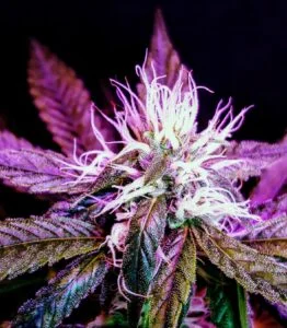 Top Cannabis Accountants and Tax Specialists